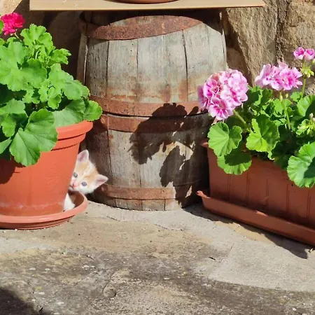 Apartman за гости роса